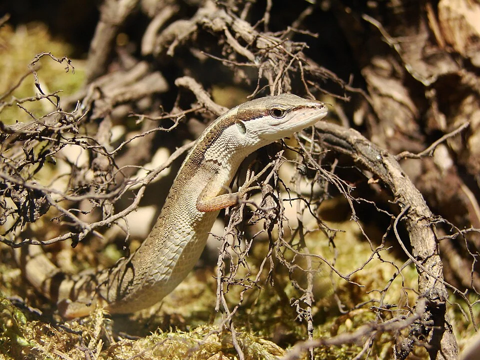 Picture taken in the zoo of Wrocław (Poland):

 Latastia longicaudata (Reuss, 1834)??