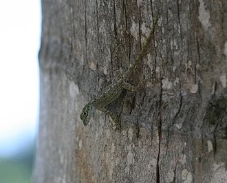 Anolis distichus on tree
