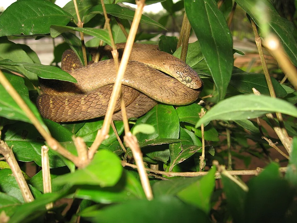 Dasypeltis fasciata - Central African Egg-eating Snake