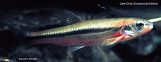 Couesius plumbeus (Agassiz 1850), common name: lake chub