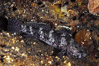 Gobius paganellus photographed in Tuscany (Italy).
Photo by Stefano Guerrieri.