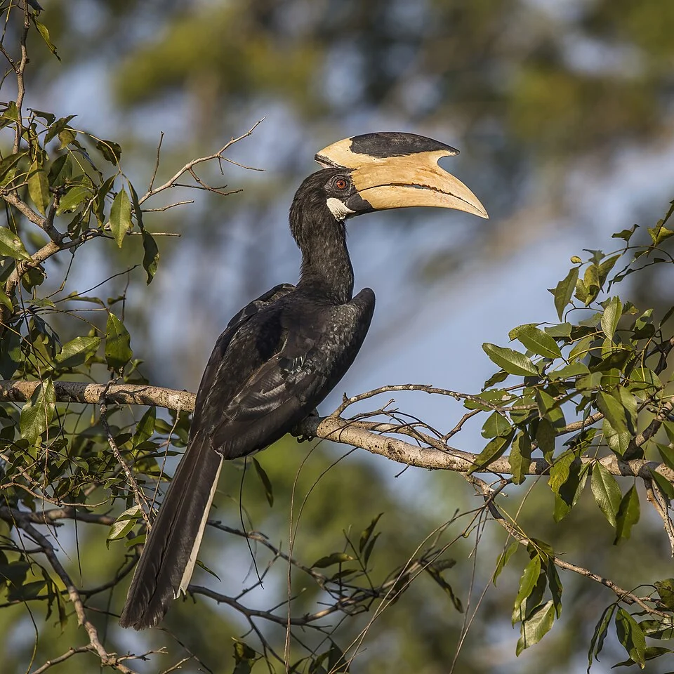 Malabar pied hornbill (Anthracoceros coronatus) male, Yala National Park Block 5, Sri Lanka