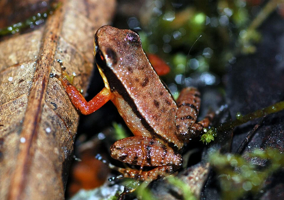 Anomaloglossus kaiei, a new species in the poison dart frog family discovered in 2004 at Kaieteur National Park, Guyana, South America. Males can be as large as 18.9 millimeters, females up to 19.8 millimeters. This was only the second species of Colostethus known to provide maternal care for tadpoles. The new species is named in honor of Kaie, a great Chieftain of the Patamona tribe, from whom Kaieteur Falls was named. According to the legend, Kaie, in order to save his people from being destroyed by a warrior tribe, the Caribs, sacrificed himself to the Great Spirit Makonaima by canoeing ove