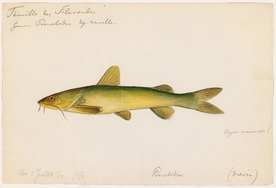 Taxonomic Classification: Animalia--Ariidae--Cathorops spixii. Common Name: Sea catfish