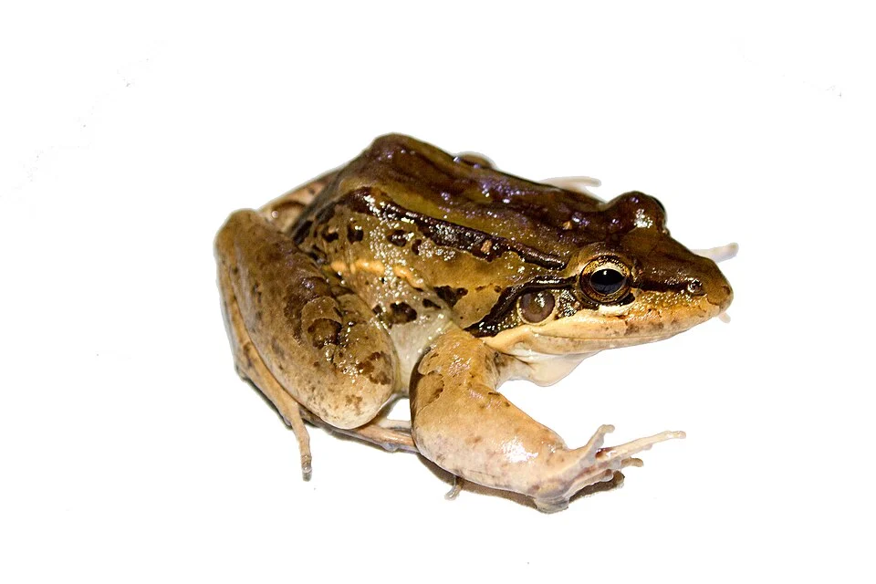Leptodactylus insularum, aka Leptodactylus bolivianus, from Panama
