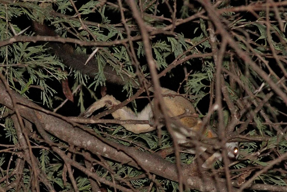 Somali Lesser Galago (Galago gallarum), Kenya - Meru NP