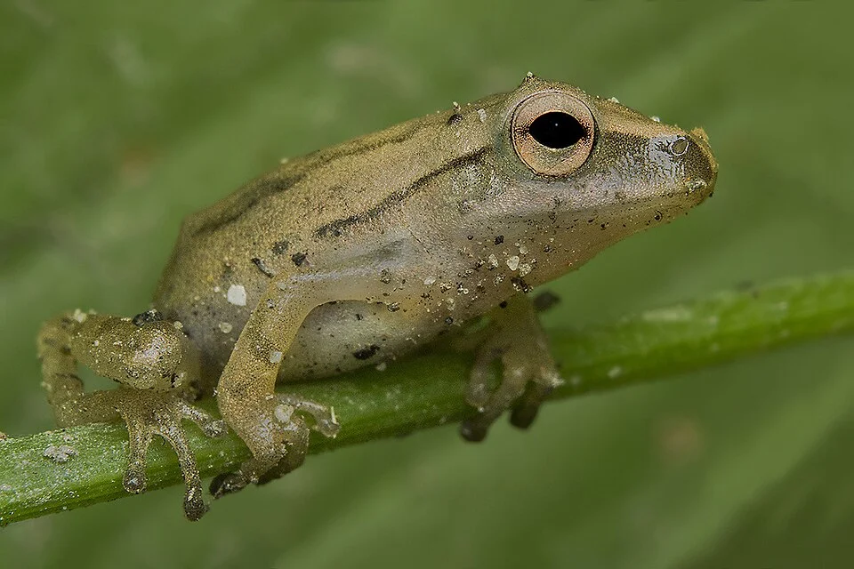 Assam tree frog, Barprta, Assam, India by Rejaul Karim