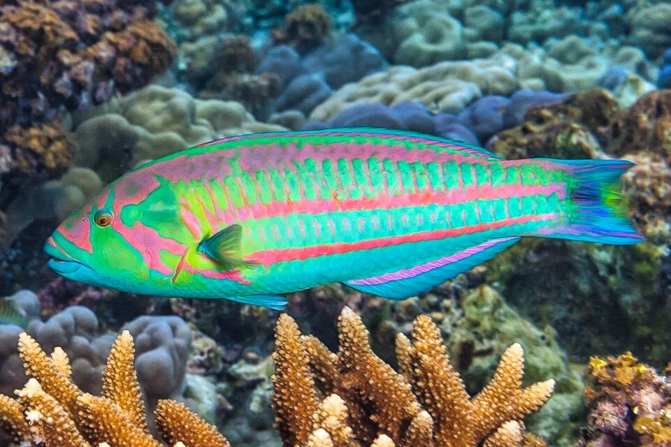 (EN) Surge wrasse - (FR) Labre de houle
Thalassoma purpureum terminal phase

Taha'a, French Polynesia