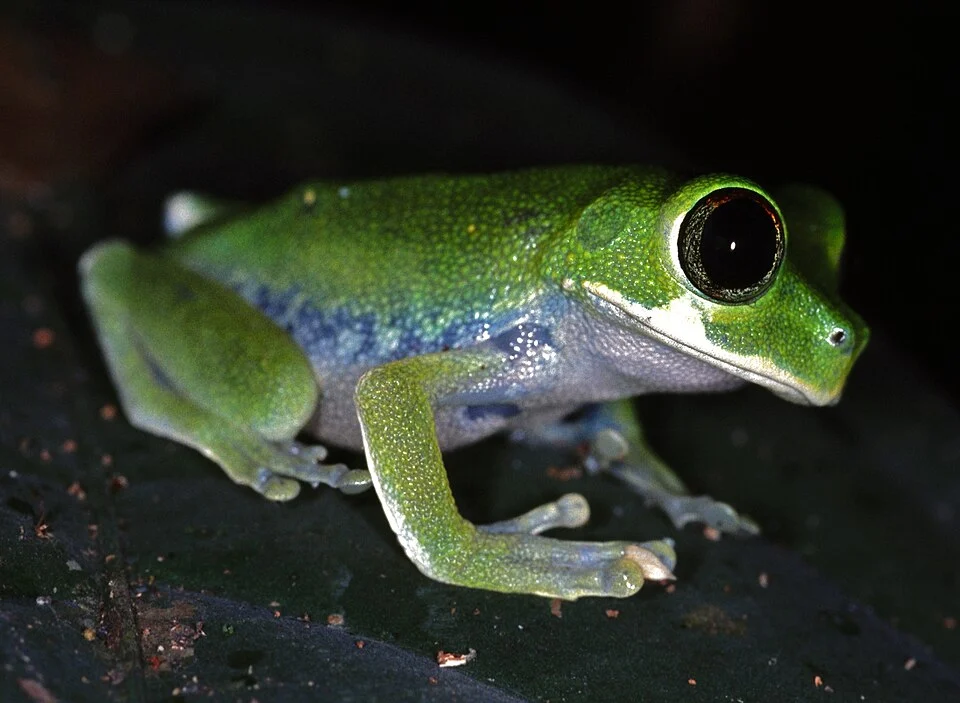 Korup NP, CAMEROON