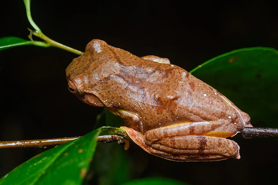 Rhacophorus rhodopus, Red-webbed treefrog - Phu Kradueng National Park.
Photo by Thai National Parks, https://www.thainationalparks.com/phu-kradueng-national-park.