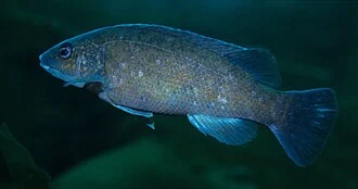 Cunner (or bergall or conner), Tautogolabrus  adspersus  (Walbaum) in Newfoundland, Canada.