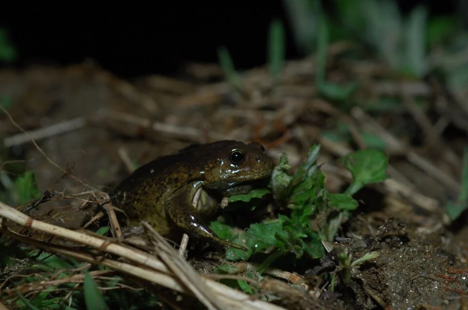 Kaloula borealis