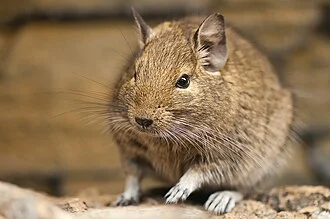 A degu at Heidelberg Zoo, Germany.