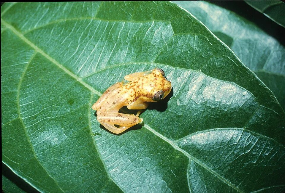 Afrixalus laevis - Smooth Spiny Reed Frog in Cameroon. Photo by Jean-Louis Amiet. Original iNaturalist observation here: https://www.inaturalist.org/observations/330756896