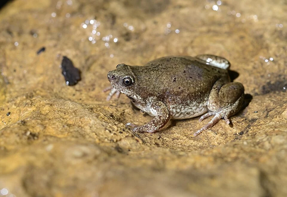 Western Narrow-mouthed Toad