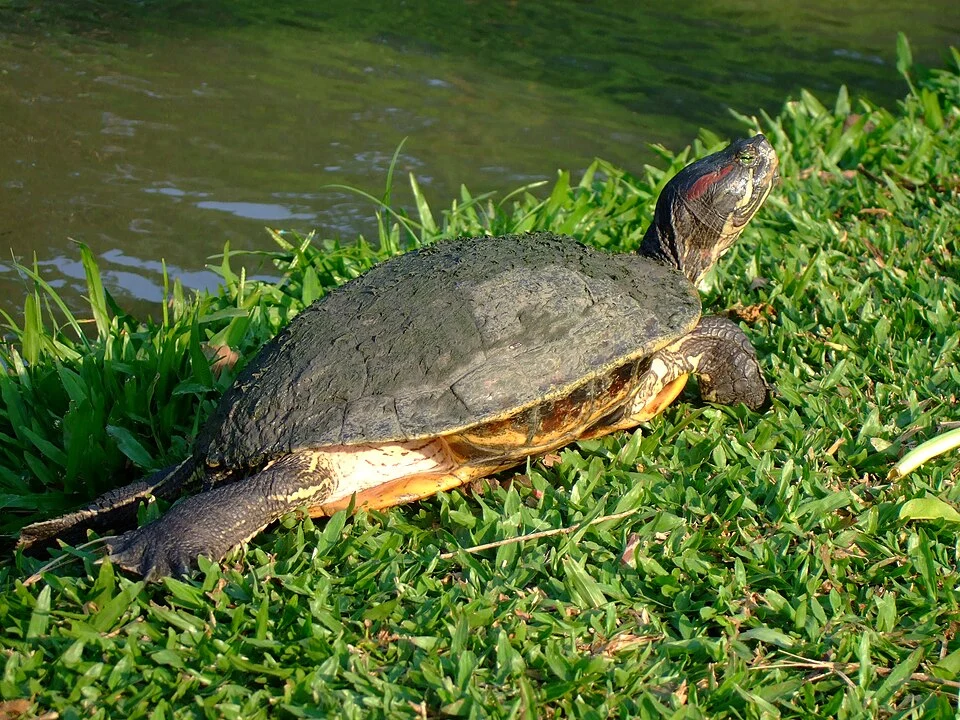 This Red-eared Slider heats up in the morning sun at 8:30. The location is 20 west of Bangkok at Putthamonthon park.