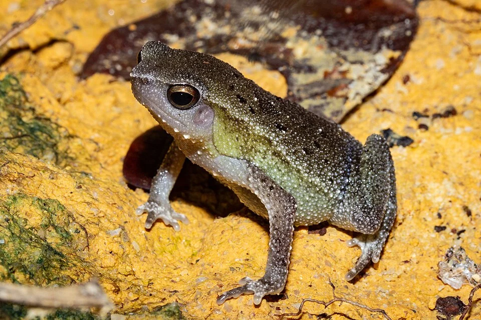 Kalophrynus punctatus in Sarawak, Malaysia. Photo by Carey Knox (iNaturalist user "carey_knox_southern_scales"). Original iNaturalist observation here: https://www.inaturalist.org/observations/237426364