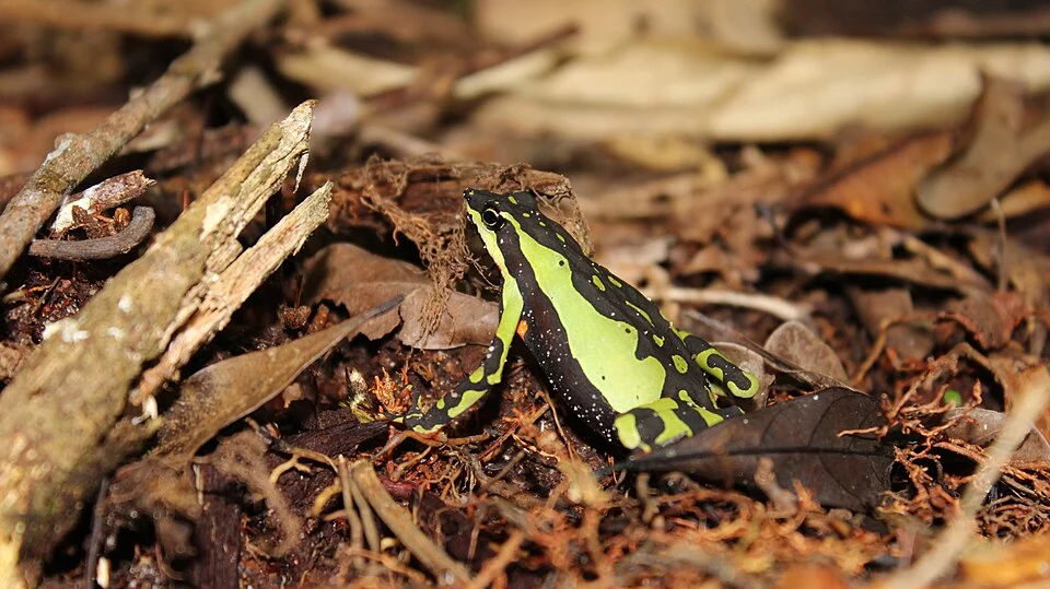 These harlequin frogs, listed critically endangered by IUCN, were fairly abundant on a path in the A.C.R. Cordillera Escalera during the day. Since they only live around the upper río Huallaga valley, where many suitable habitats have been destroyed, these beautiful frogs are fighting extinction.
