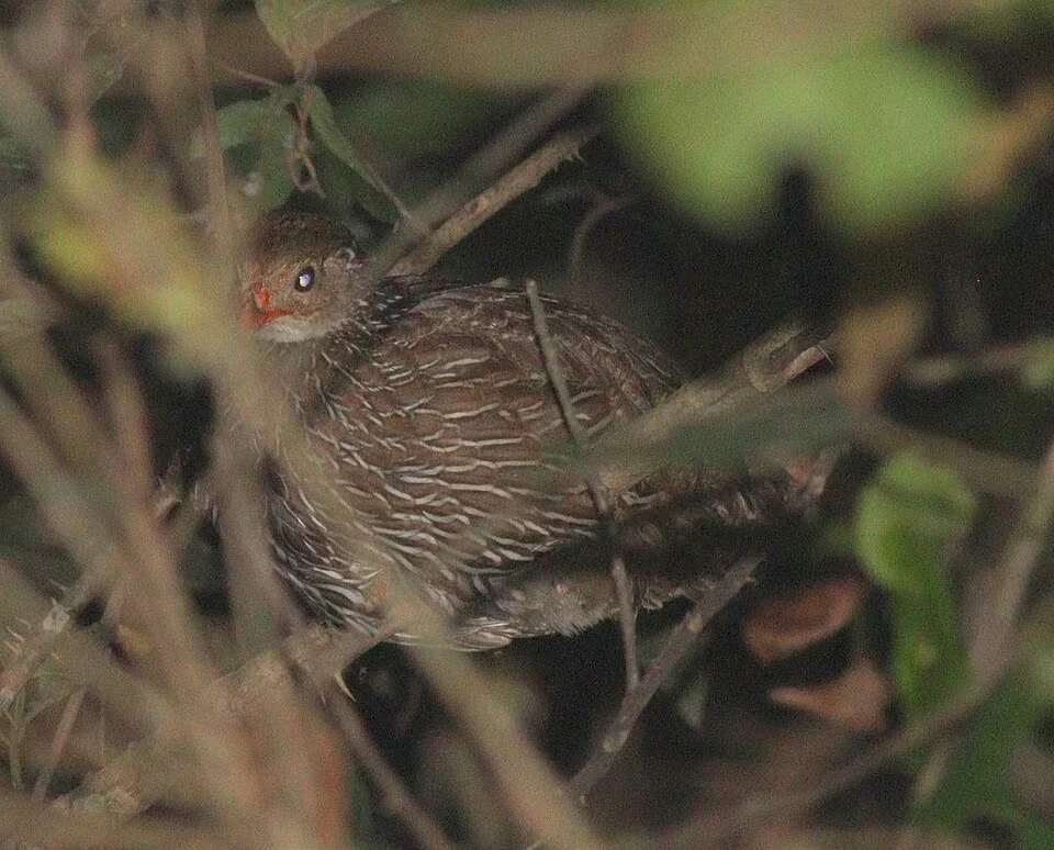 Ahanta Spurfowl (Pternistis ahantensis) in Ghana
