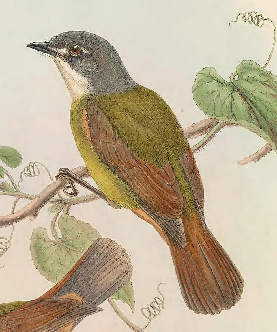 Pachycephalopsis hattamensis in The birds of New Guinea and the adjacent Papuan islands, including many new species recently discovered in Australia. v.3 (Plate 25).