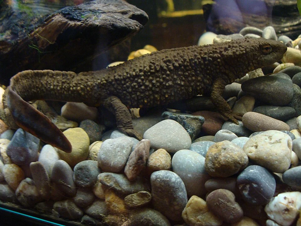 Paramesotriton hongkongensis (Hong Kong Newt) in the House of the Sciences, in Corunna, Galicia, Spain