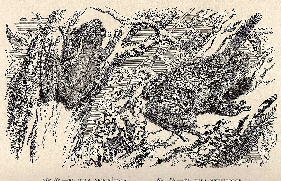 Hyla arboricola is a species of frog in the Hylidae family.
It is endemic to Mexico.

The Gray Tree Frog (Hyla versicolor), written more commonly as one word as Gray Treefrog, is a species of small arboreal frog native to much of the eastern United States and southeastern Canada.