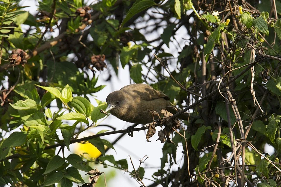 Bioko Speirops (Zosterops brunneus)