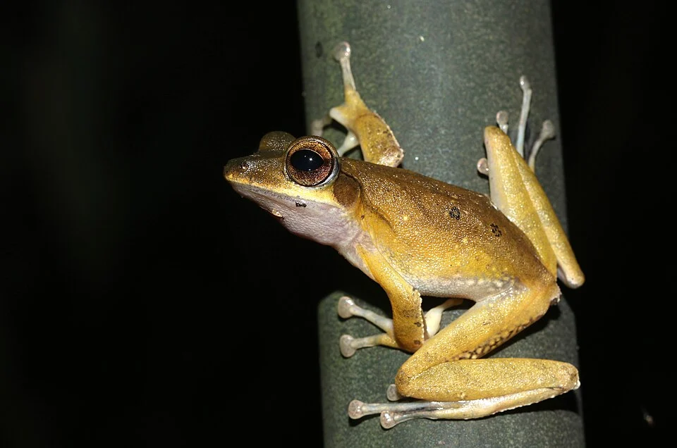 A tree frog endemic to India