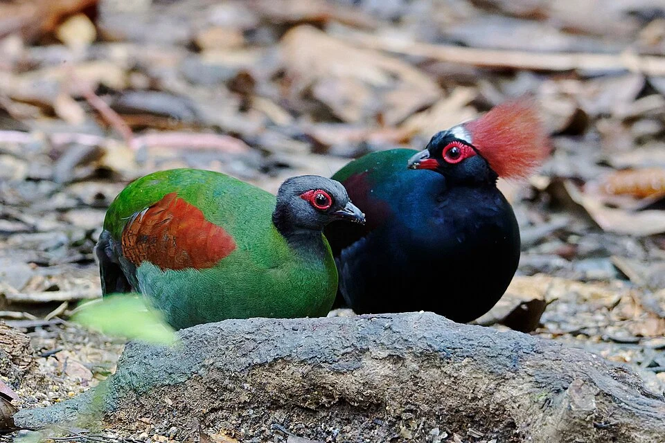 Crested Partridge Rollulus rouloul, Tambunan, Sabah, Borneo