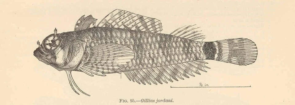 Gillias jordani Evermann & Marsh
Subject: Gillias jordani
Tag: Fish