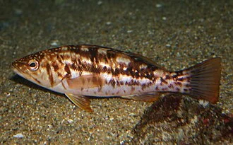 This kelp bass (Paralabrax clathratus) was photographed in the Monterey Bay Aquarium.