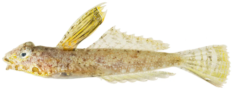 Paradiplogrammus bairdi Jordan, 1888—lancer dragonet, 39.8 mm SL, lateral view of an adult male.
Photo by JT Williams.