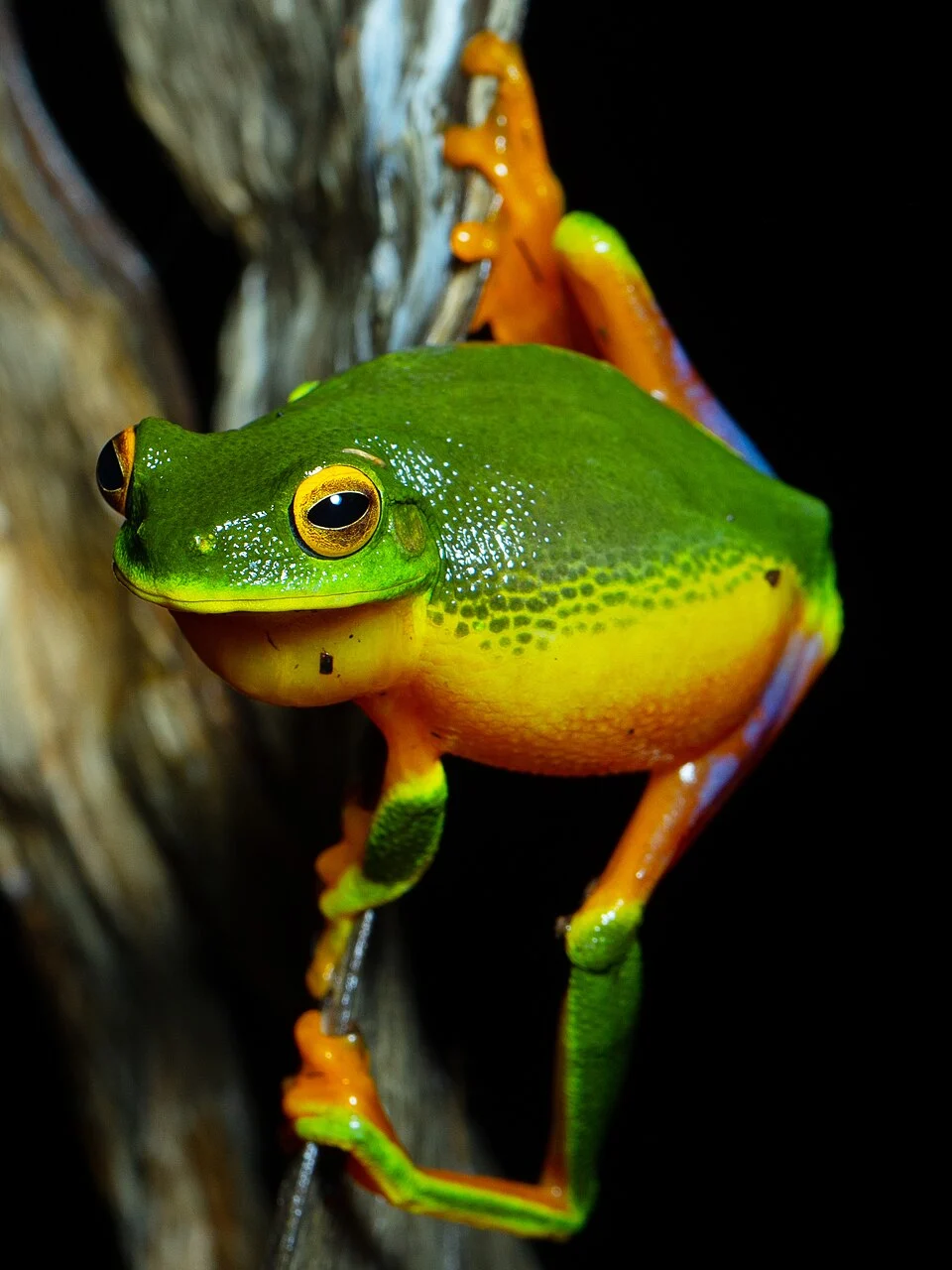 Cape York Graceful Treefrog