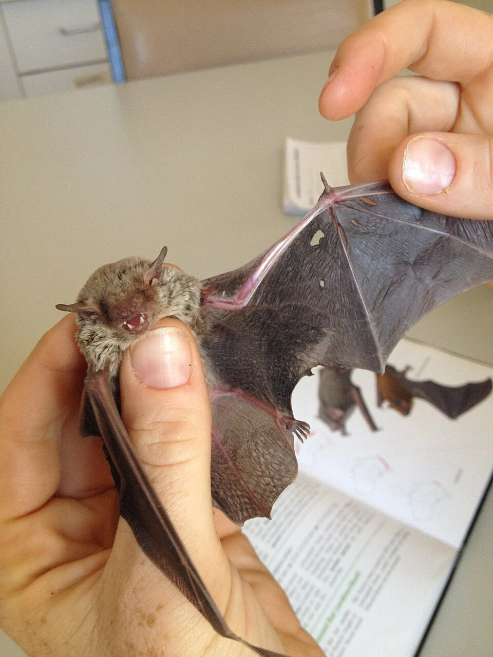 Scotorepens balstoni being held with outstretched wing. Found roosting inside a house at Roxby Downs, South Australia.