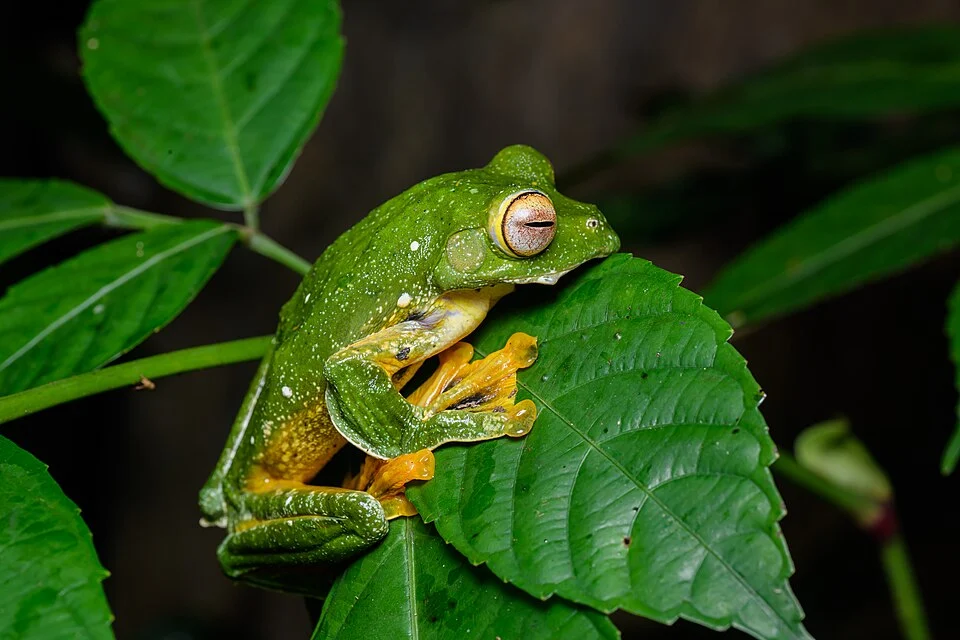 Rhacophorus kio - Kui Buri National Park.
Photo by Thai National Parks, https://www.thainationalparks.com/kui-buri-national-park.