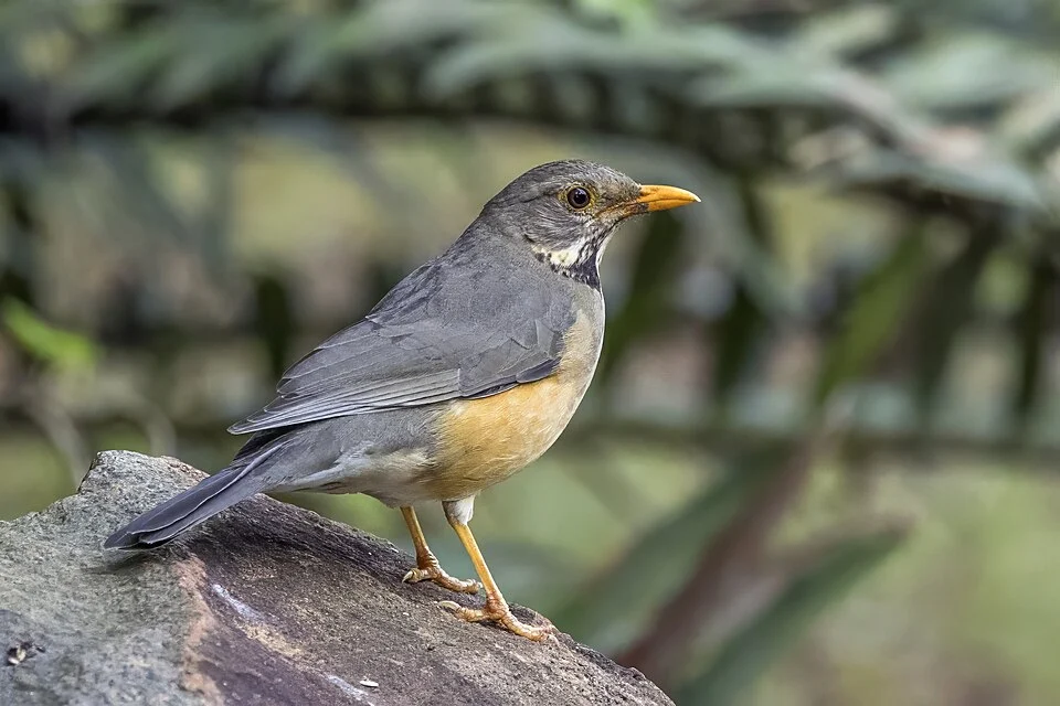 Kurrichane thrush (Turdus libonyana libonyana) Matsapha, Eswatini