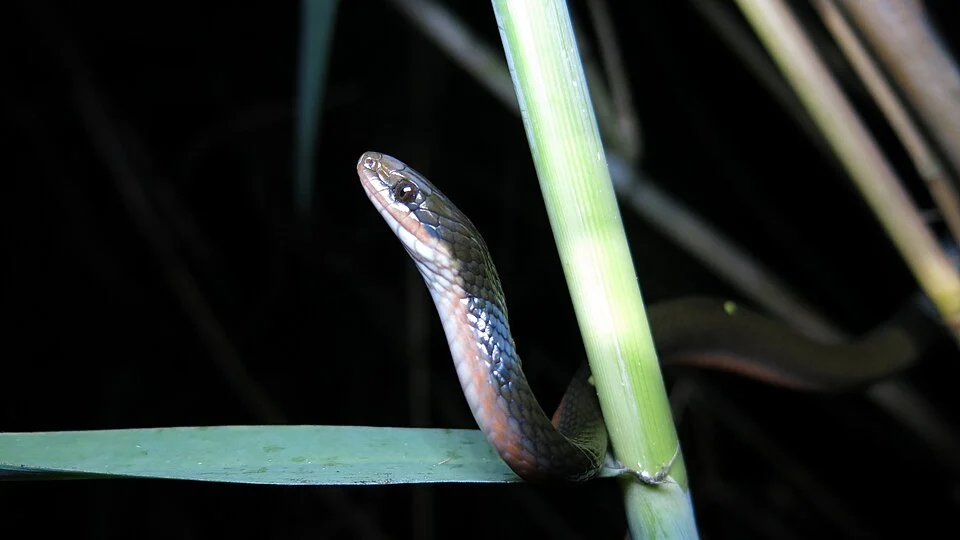 Lycodonomorphus rufulus in situ