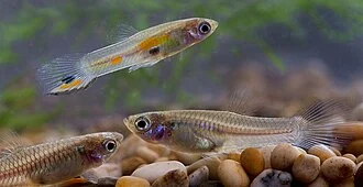 Wild guppies (Poecilia reticulata). Male above, and 2 females below.