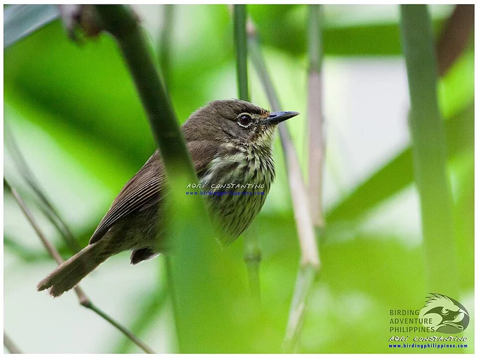 Luzon Stiped-babbler seen in Cagayan Valley. Photo by Adri Constantino of Birding Philippines.