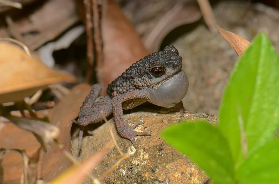 Thanks to Anton for ID