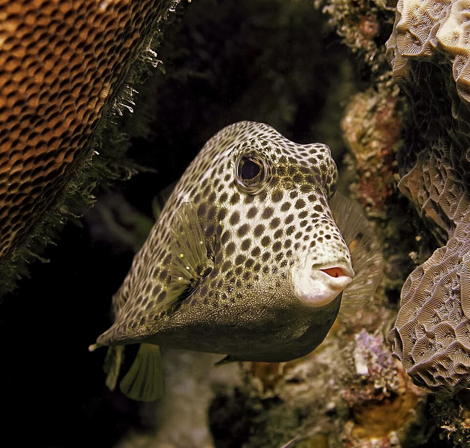 Spotted trunkfish (Lactophrys bicaudalis)