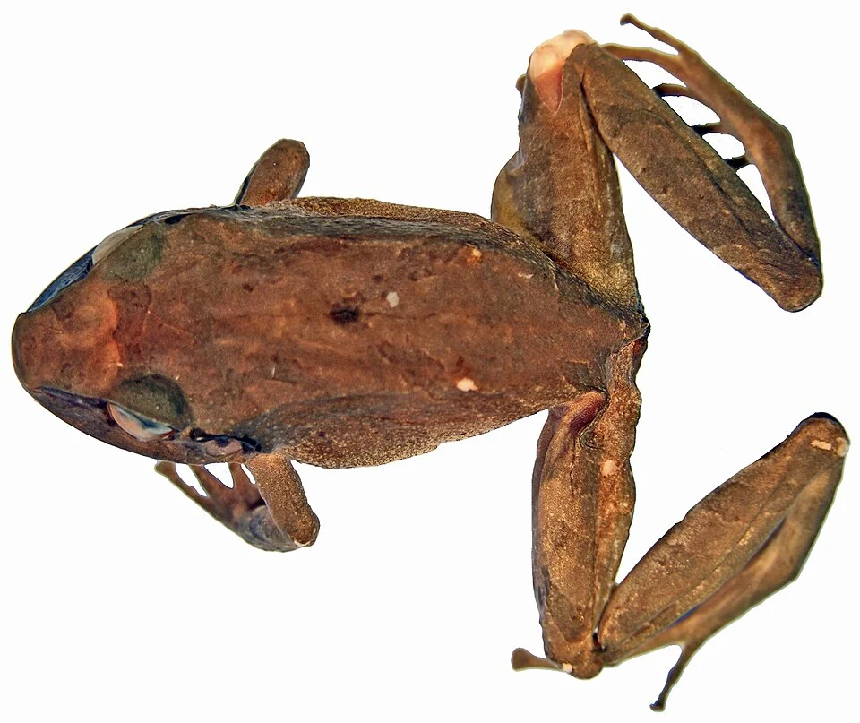Pristimantis avicuporum