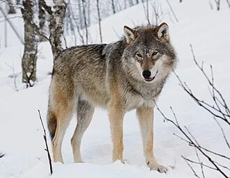 Eurasian wolf at Polar Zoo in Bardu, Norway