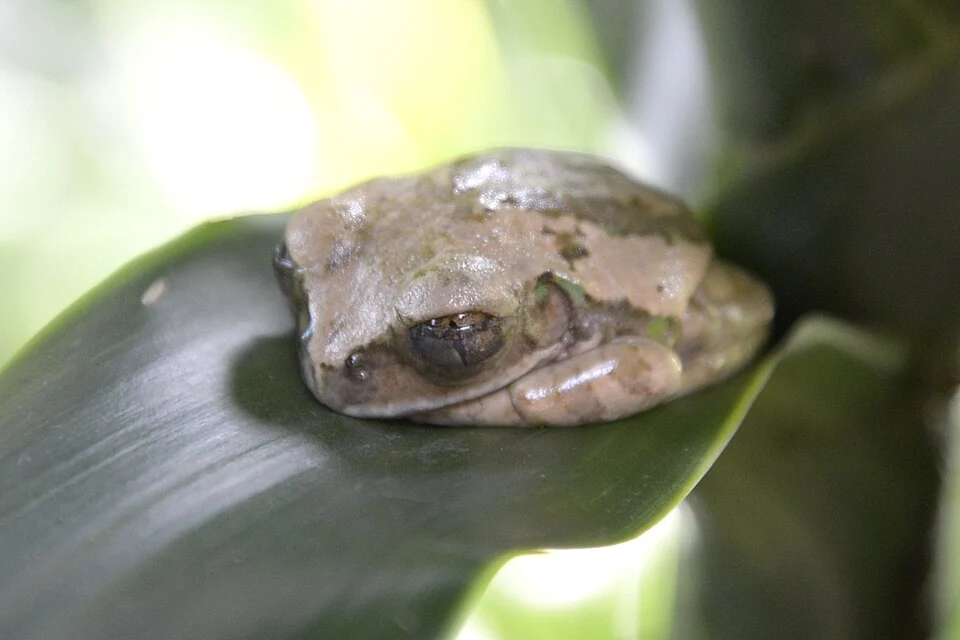 Yellow-spotted tree frog (Leptopelis flavomaculatus) in the greenhouse of MUSE - Science Museum in Trento.
