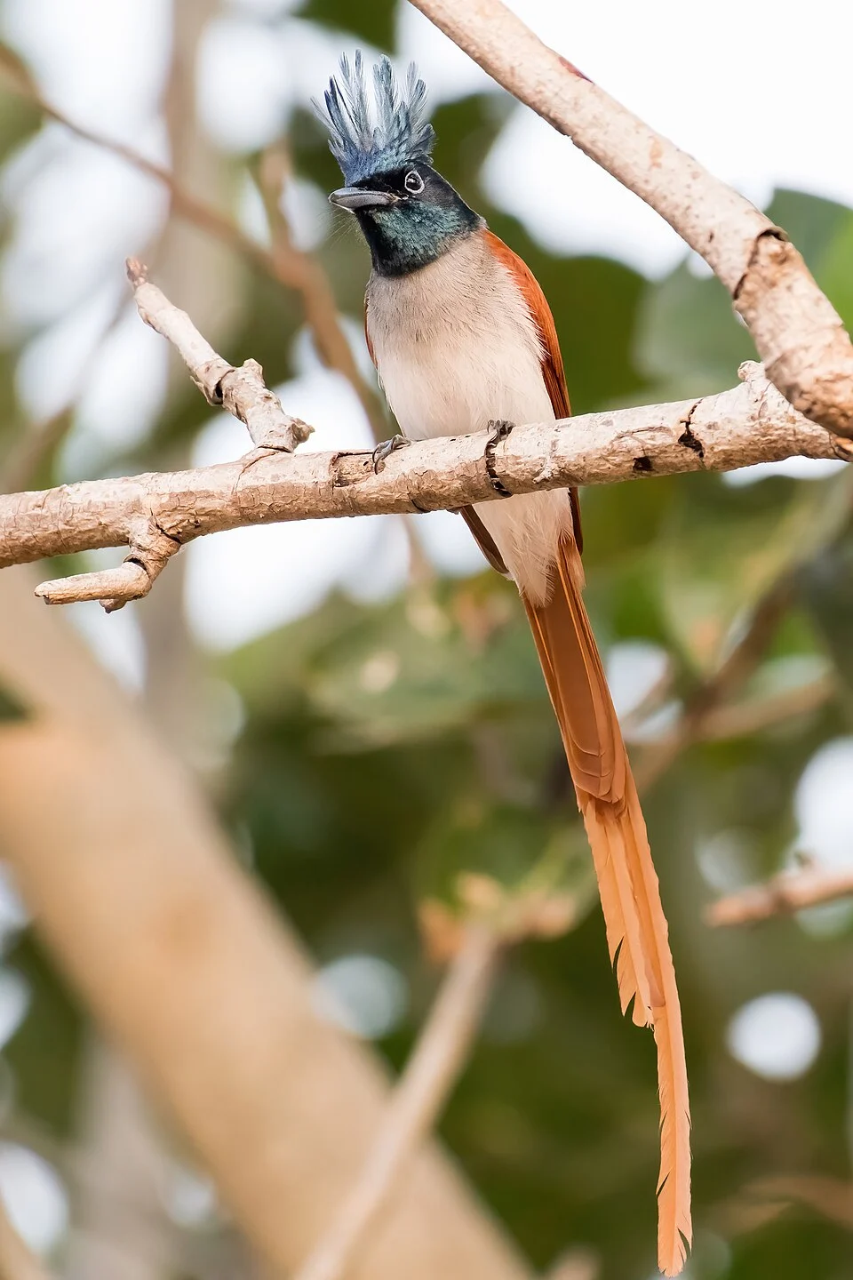 An Indian Paradise Flycatcher on Kailasagiri.