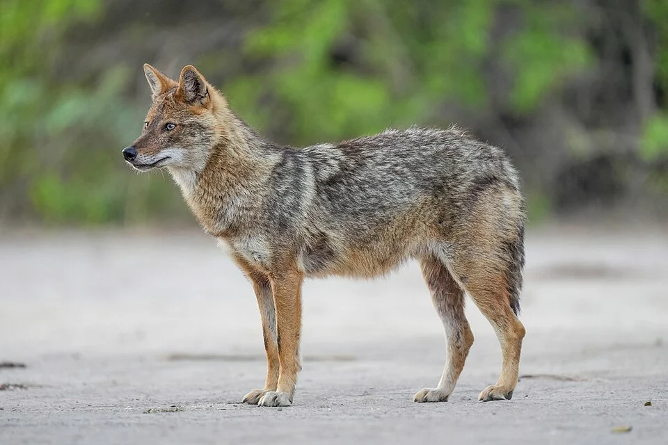 Golden jackal (Canis aureus indicus) in Keoladeo National Park, India