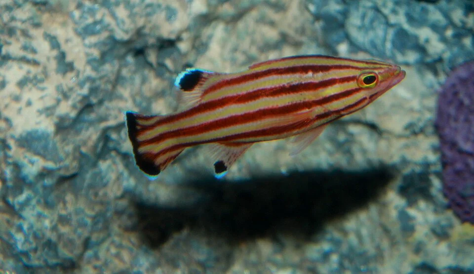Peppermint bass, Liopropoma rubre Poey, 1861.