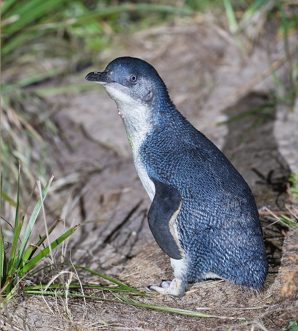 Little Penguin (Eudyptula minor), Bruny Island, Tasmania, Australia