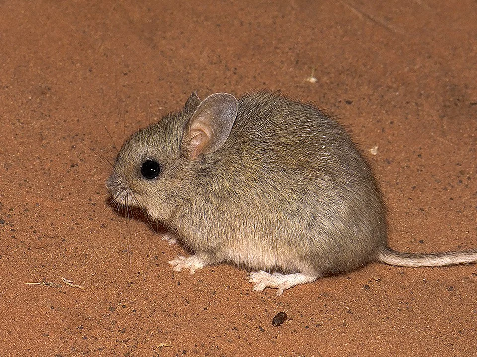 A photograph of the plains rat (Pseudomys australis) taken on the 18th September 2017 in the Mac Clark (Acacia peuce) Conservation Reserve, Northern Territory, Australia by Tim Bawden.