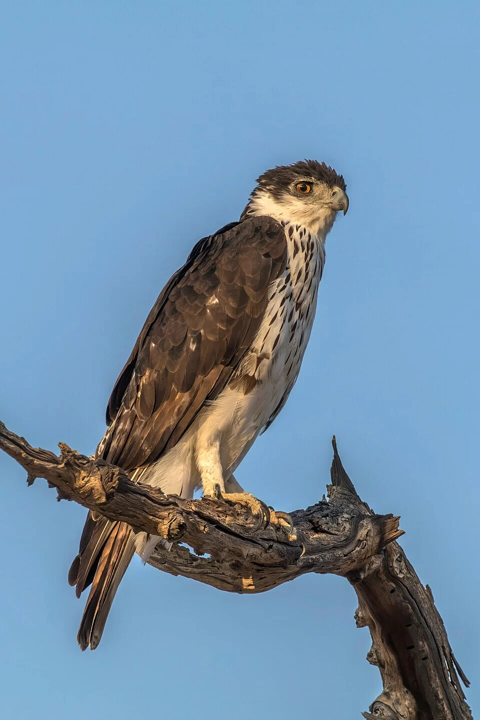 African hawk-eagle (Aquila spilogaster), Damaraland, Namibia